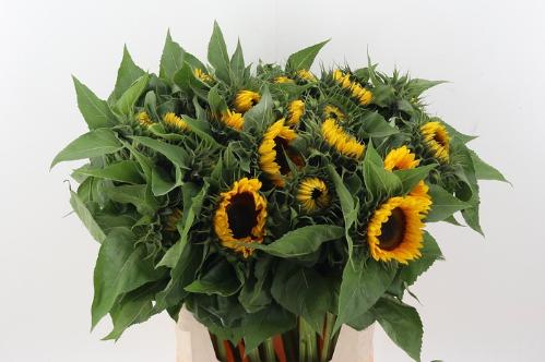 Helianthus annuus 'Sunrich Orange'
