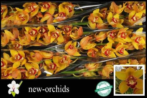 Cymbidium grootlbloemig per tak 'Amalia'