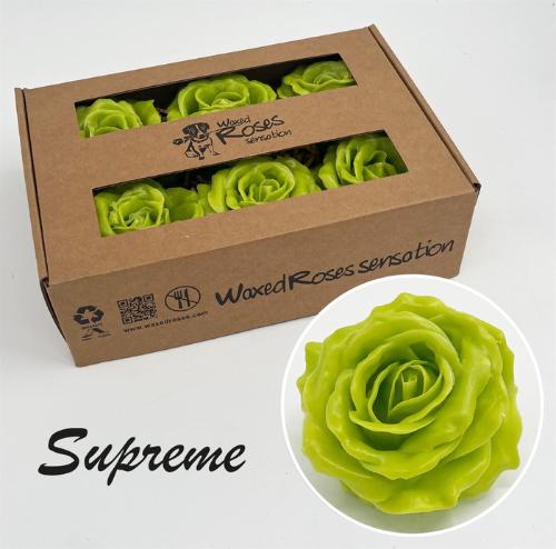 Rosa grootbloemig gewaxt H%