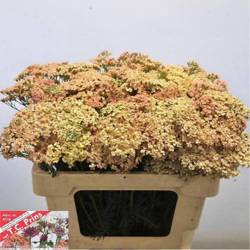 Achillea millefolium 'Lachssch