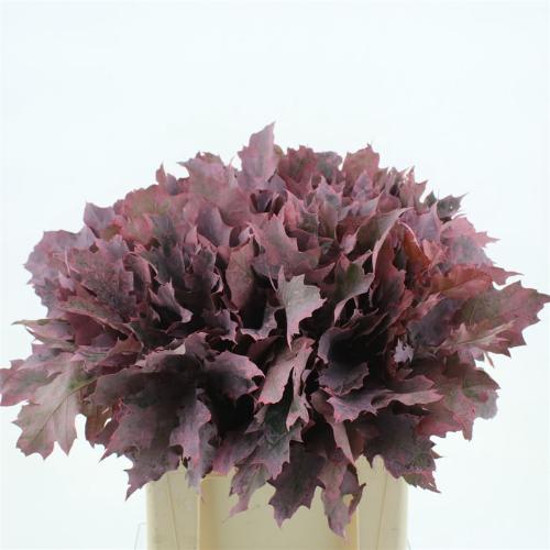 Quercus rubra kleurbehandeld H%