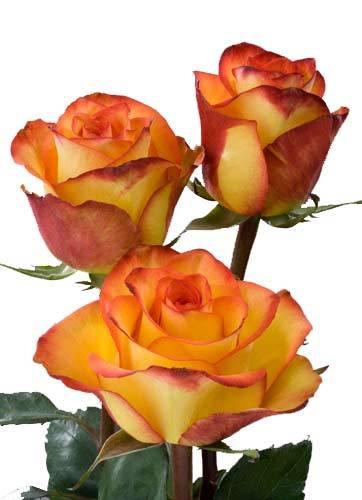 Rosa grootbloemig High & Magic
