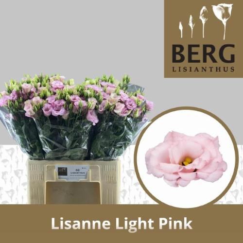 Eustoma russellianum gevuldbloemig Lisanne Light Pink