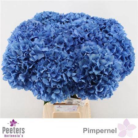 Hydrangea macrophylla 'Pimpernel'