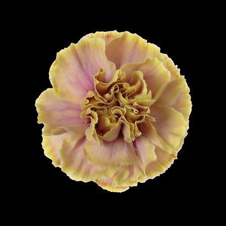 Dianthus standaard kleurbehandeld H%