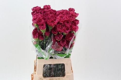 Dianthus standaard 'Bernard'