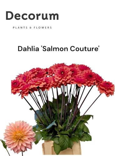 Dahlia overig
