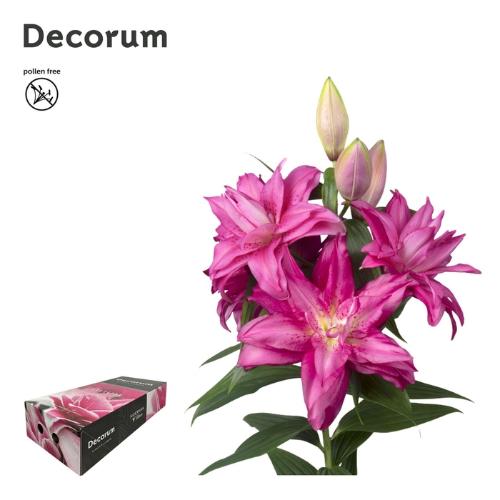 Lilium (Oriental Grp) dubbel Roselily Floretta