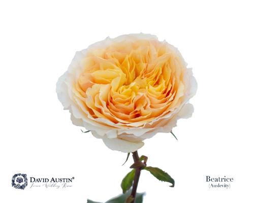 Rosa grootbloemig David Austin Beatrice