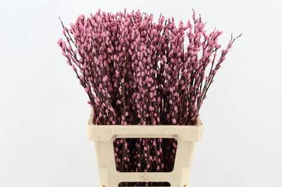 Salix kleurbehandeld H%
