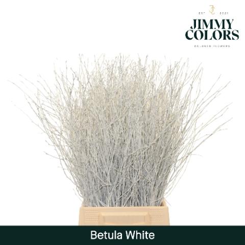 Betula kleurbehandeld H%