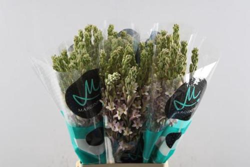 Polianthes tuberosa 'Elsa'