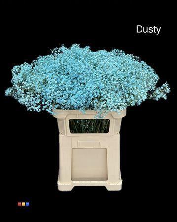 Gypsophila overig kleurbehandeld H%