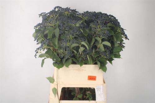 Viburnum per tak 'Dark Blue Hermania'