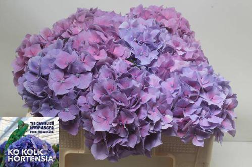 Hydrangea macrophylla Cassanova