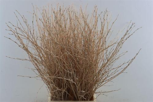 Betula kleurbehandeld H%