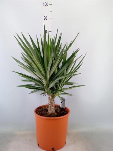 Yucca enkele stam elephantipes 'Elmila'