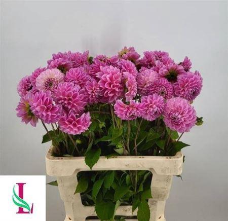 Dahlia (Ball Grp) 'Sweet Fabienne'