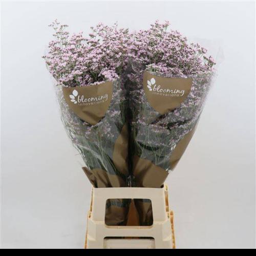 Limonium Safora Oshi Pink