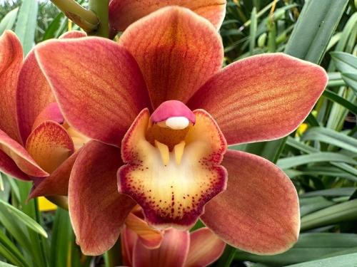 Cymbidium mini 'Campfire'