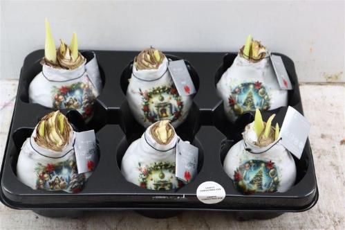 Hippeastrum bol gewaxt H%