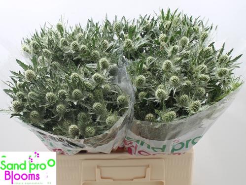 Eryngium Magical White Lagoon