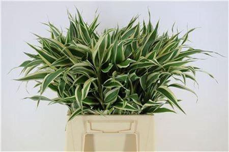 Dracaena sanderiana