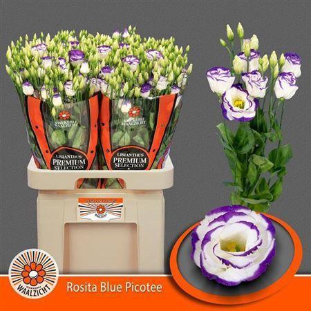 Eustoma russellianum gevuldbloemig 'Rosita Blue Picotee'