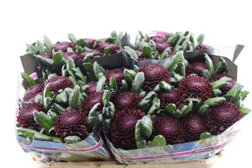 Chrysanthemum (Indicum Grp) geplozen Poker