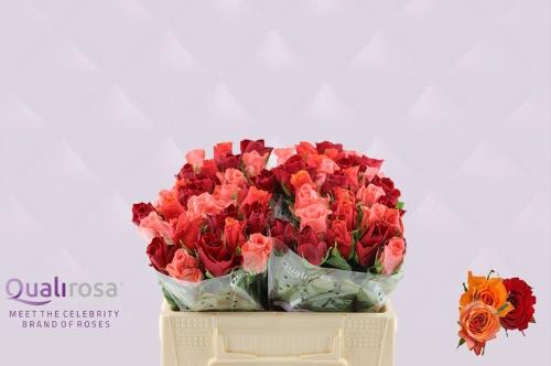 Rosa grootbloemig gemengd in bos