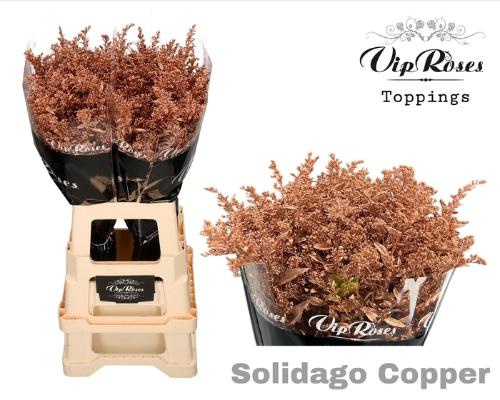 Solidago kleurbehandeld H%