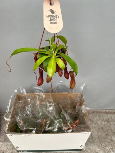 Hippeastrum per kelk overig