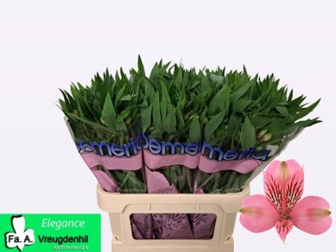 Alstroemeria Elegance