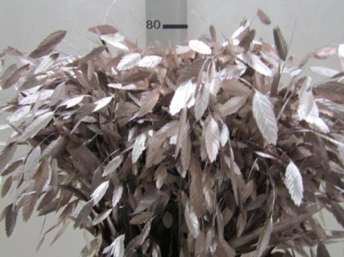 Siergras kleurbehandeld H%