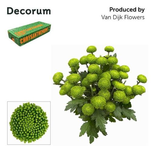 Chrysanthemum (Indicum Grp) tros Deligreen