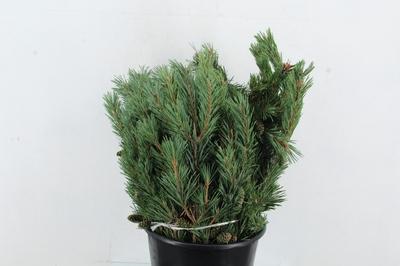 Pinus mugo var. mughus