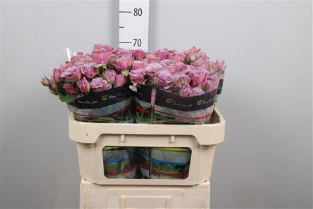 Rosa tros Purple Sky