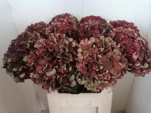 Hydrangea macrophylla Magical Rubyred (classic)
