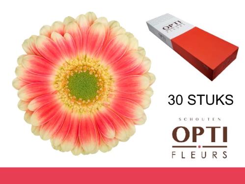 Gerbera mini 'Tompouce'