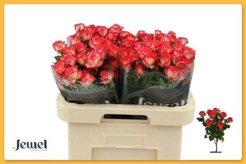 Rosa tros Summer Dance