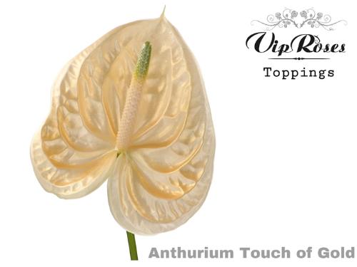Anthurium Andreanum Grp kleurbehandeld H%