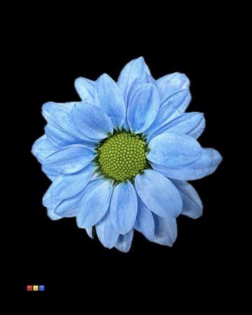 Chrysanthemum Indicum Grp tros santini kleurbehandeld H%