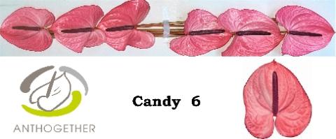 Anthurium Andreanum Grp Candy