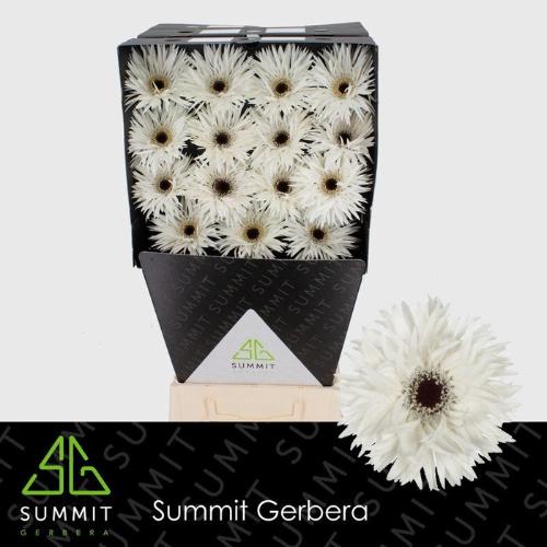 Gerbera grootbloemig Garden Ghost
