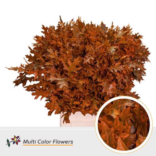 Quercus palustris kleurbehandeld H%