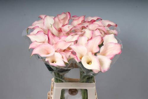 Zantedeschia 'Blushing Lady'