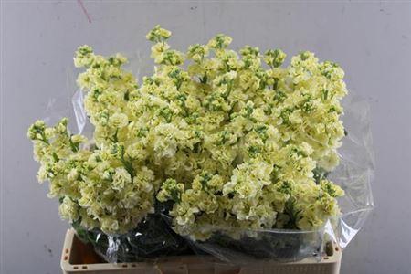 Matthiola incana StoX Yellow