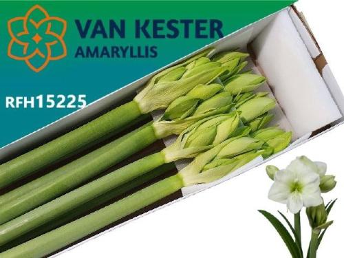 Hippeastrum Galaxy Grp 'White Sensation'