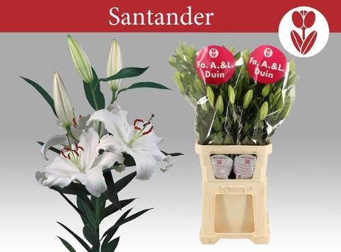 Lilium Oriental Grp 'Santander'