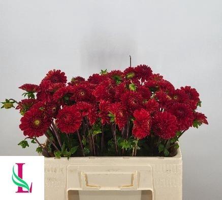 Dahlia 'Red Fox'